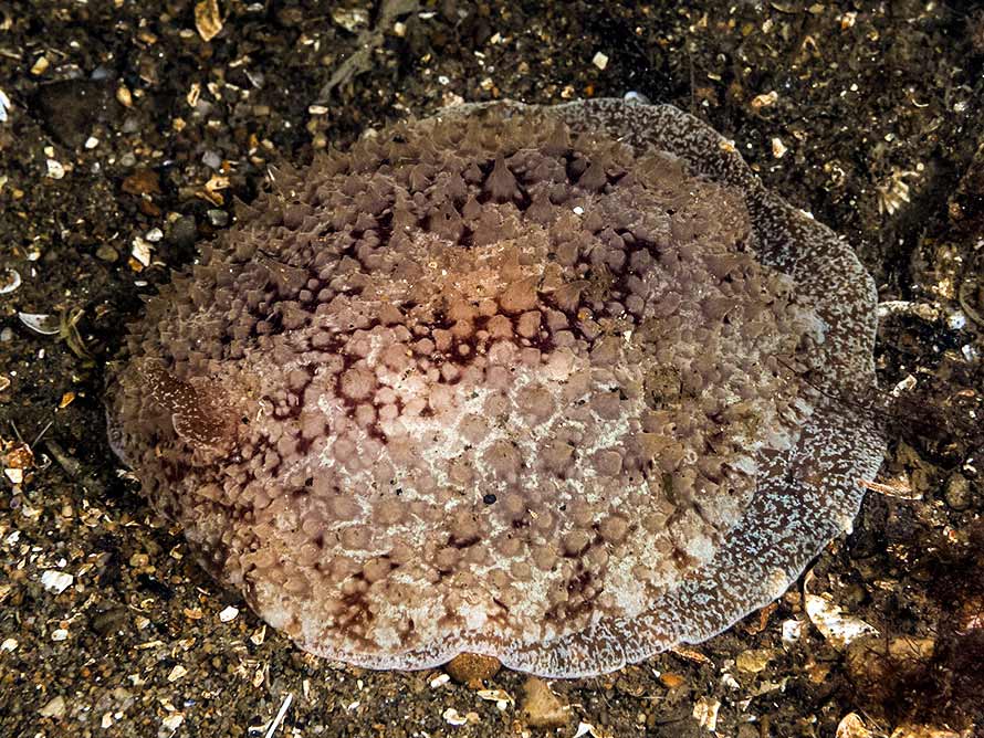 Pleurobranchus membranaceus